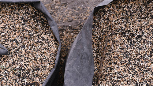 CT-LGW-ORG — long grain white rice for export