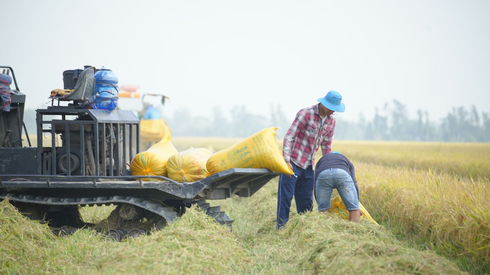 CT-PLB-RTL — programme lines rice for export